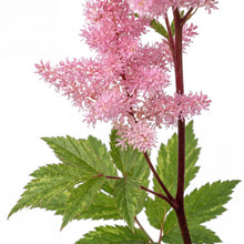 Load image into Gallery viewer, OpenPlantData Filipendula Venusta