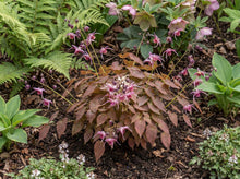 Load image into Gallery viewer, OpenPlantData Epimedium Pretty in Pink