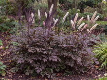 Load image into Gallery viewer, OpenPlantData Actaea simplex Atropurpurea Group Brunette
