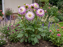Load image into Gallery viewer, OpenPlantData Dahlia Ferncliff Illusion