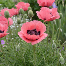Load image into Gallery viewer, OpenPlantData Papaver Oriental Group Raspberry Queen