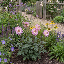 Load image into Gallery viewer, OpenPlantData Dahlia Pacific Jewel