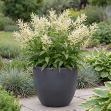 Load image into Gallery viewer, OpenPlantData Koenigia alpina