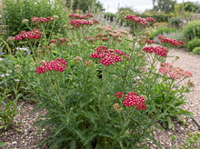 Load image into Gallery viewer, OpenPlantData Achillea Summerwine