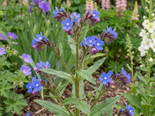 Load image into Gallery viewer, OpenPlantData Anchusa Loddon Royalist