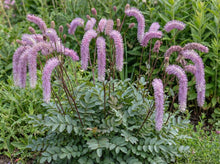 Load image into Gallery viewer, OpenPlantData Sanguisorba hakusanensis Lilac Squirrel
