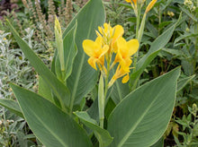 Load image into Gallery viewer, OpenPlantData Canna Richard Wallace