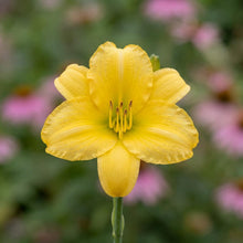 Load image into Gallery viewer, OpenPlantData Hemerocallis Big Time Happy