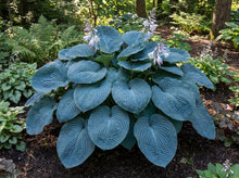 Load image into Gallery viewer, OpenPlantData Hosta Big Daddy