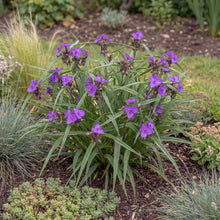 Load image into Gallery viewer, OpenPlantData Tradescantia Andersoniana Group Concord Grape
