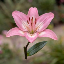 Load image into Gallery viewer, OpenPlantData Lilium Rozalynn