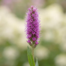 Load image into Gallery viewer, OpenPlantData Liatris spicata Goblin