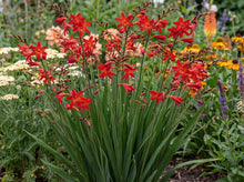 Load image into Gallery viewer, OpenPlantData Crocosmia Miss Scarlet