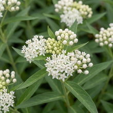 Load image into Gallery viewer, OpenPlantData Asclepias Ice Ballet