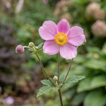 Load image into Gallery viewer, OpenPlantData Anemone September Charm