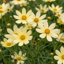 Load image into Gallery viewer, OpenPlantData Coreopsis Moonbeam