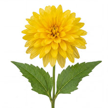 Load image into Gallery viewer, OpenPlantData Rudbeckia laciniata Goldquelle
