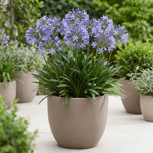 Load image into Gallery viewer, OpenPlantData Agapanthus africanus