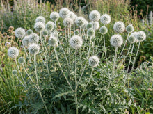Load image into Gallery viewer, OpenPlantData Echinops sphaerocephalus Arctic Glow