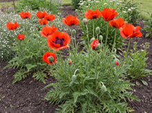 Load image into Gallery viewer, OpenPlantData Papaver orientale Beauty of Livermere