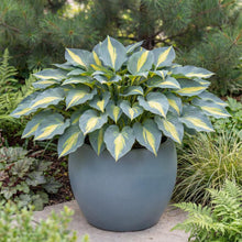 Load image into Gallery viewer, OpenPlantData Hosta Touch of Class