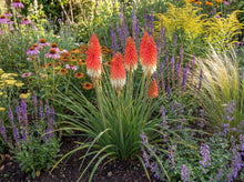 Load image into Gallery viewer, OpenPlantData Kniphofia Amazing Fun