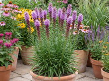 Load image into Gallery viewer, OpenPlantData Liatris Spicata Kobold