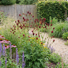 Load image into Gallery viewer, OpenPlantData Sanguisorba officinalis Red Thunder
