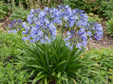 Load image into Gallery viewer, OpenPlantData Agapanthus Dr Brouwer