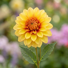 Load image into Gallery viewer, OpenPlantData Dahlia Dazzling Sun