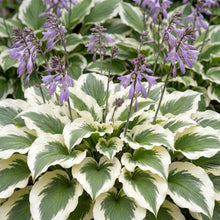 Load image into Gallery viewer, OpenPlantData Hosta Patriot