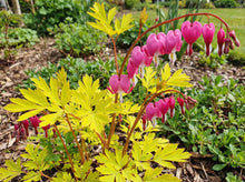 Load image into Gallery viewer, OpenPlantData Lamprocapnos spectabilis Yellow Leaf