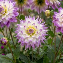 Load image into Gallery viewer, OpenPlantData Dahlia Ferncliff Illusion