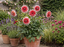 Load image into Gallery viewer, OpenPlantData Dahlia Santa Claus US