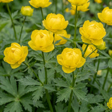 Load image into Gallery viewer, OpenPlantData Trollius X Cultorum Lemon Queen