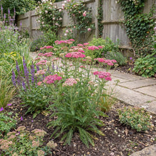 Load image into Gallery viewer, OpenPlantData Achillea Summerwine