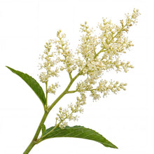 Load image into Gallery viewer, OpenPlantData Koenigia alpina