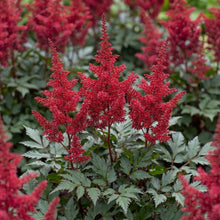 Load image into Gallery viewer, OpenPlantData Astilbe Montgomery
