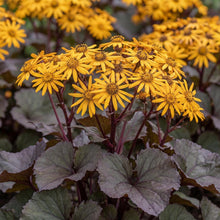Load image into Gallery viewer, OpenPlantData Ligularia dentata Desdemona