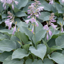 Load image into Gallery viewer, OpenPlantData Hosta Krossa Regal