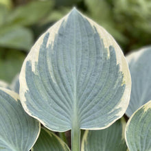 Load image into Gallery viewer, OpenPlantData Hosta Tardiana Group El Nino
