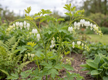 Load image into Gallery viewer, OpenPlantData Lamprocapnos spectabilis Alba