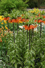 Load image into Gallery viewer, *NEW Fritillaria - Rubra 27551420