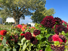 Load image into Gallery viewer, Mystery Tuber