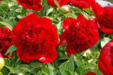 Load image into Gallery viewer, Red Charm (Herbaceous/Early Blooming)