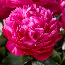 Load image into Gallery viewer, Sarah Bernhardt Red (Herbaceous/Late Season)