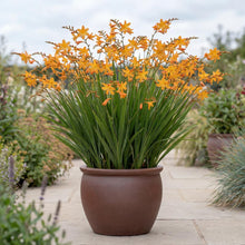 Load image into Gallery viewer, OpenPlantData Crocosmia crocosmiiflora Star of the East
