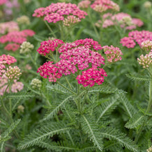 Load image into Gallery viewer, OpenPlantData Achillea Summerwine
