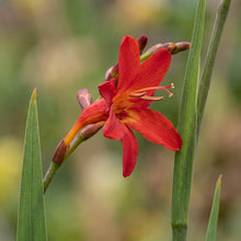 Load image into Gallery viewer, OpenPlantData Crocosmia Miss Scarlet
