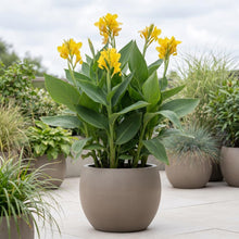 Load image into Gallery viewer, OpenPlantData Canna Richard Wallace
